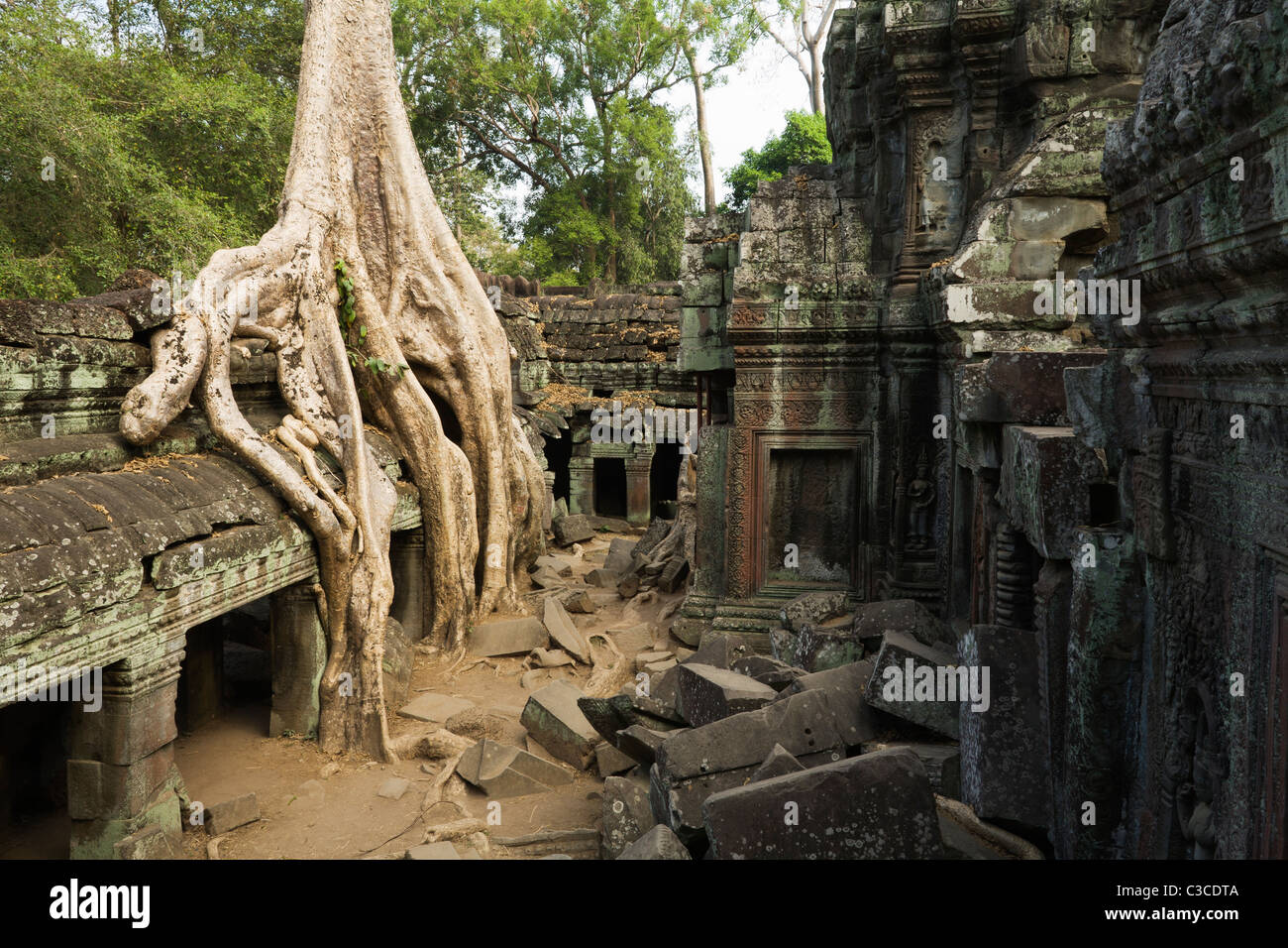 Massive Baumwurzeln verschlingt eine Galerie in den Ruinen der Tempel Ta Prohm in Angkor in Kambodscha Stockfoto