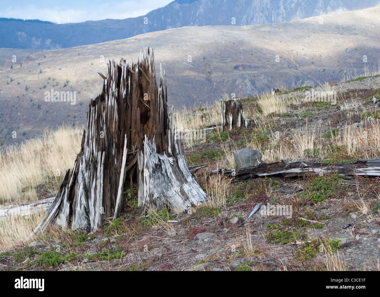 zersplitterte Baumstumpf geblasen der Vulkan Mount St. Helens explodierte und die umliegende Wälder ausgerottet Stockfoto