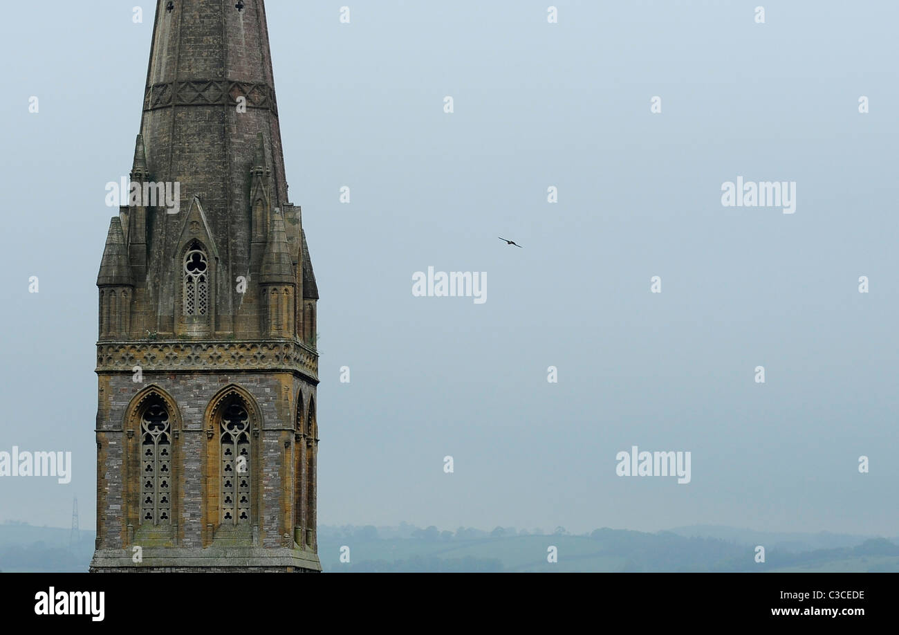 Ein Wanderfalke fliegen neben städtischen Nistplatz. St Michaels Kirche, Mount Dinham Exeter. Stockfoto