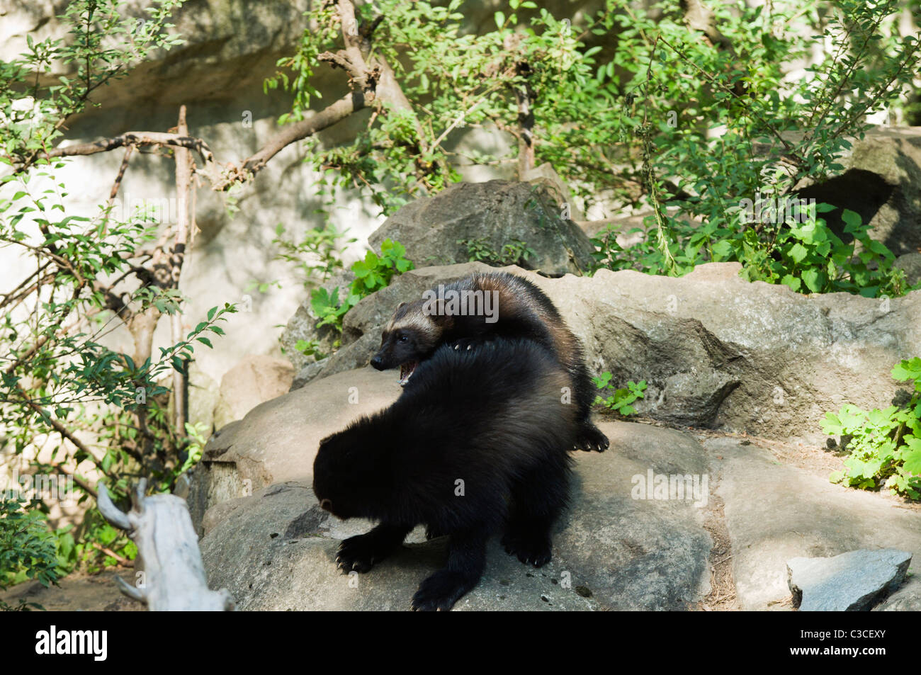 Zwei Vielfraße (Gulo Gulo) spielen im Zoo von Skansen in Stockholm Stockfoto