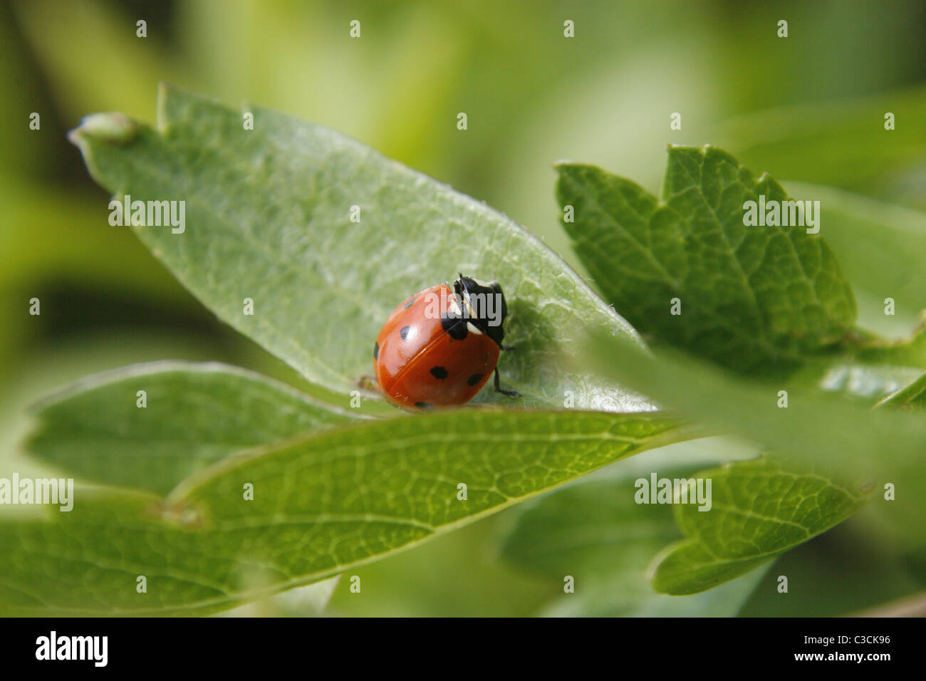 7-Punkt Marienkäfer auf grünes Blatt, im Garten, Worksop, Notts, England Coccinella 7-Trommler Stockfoto