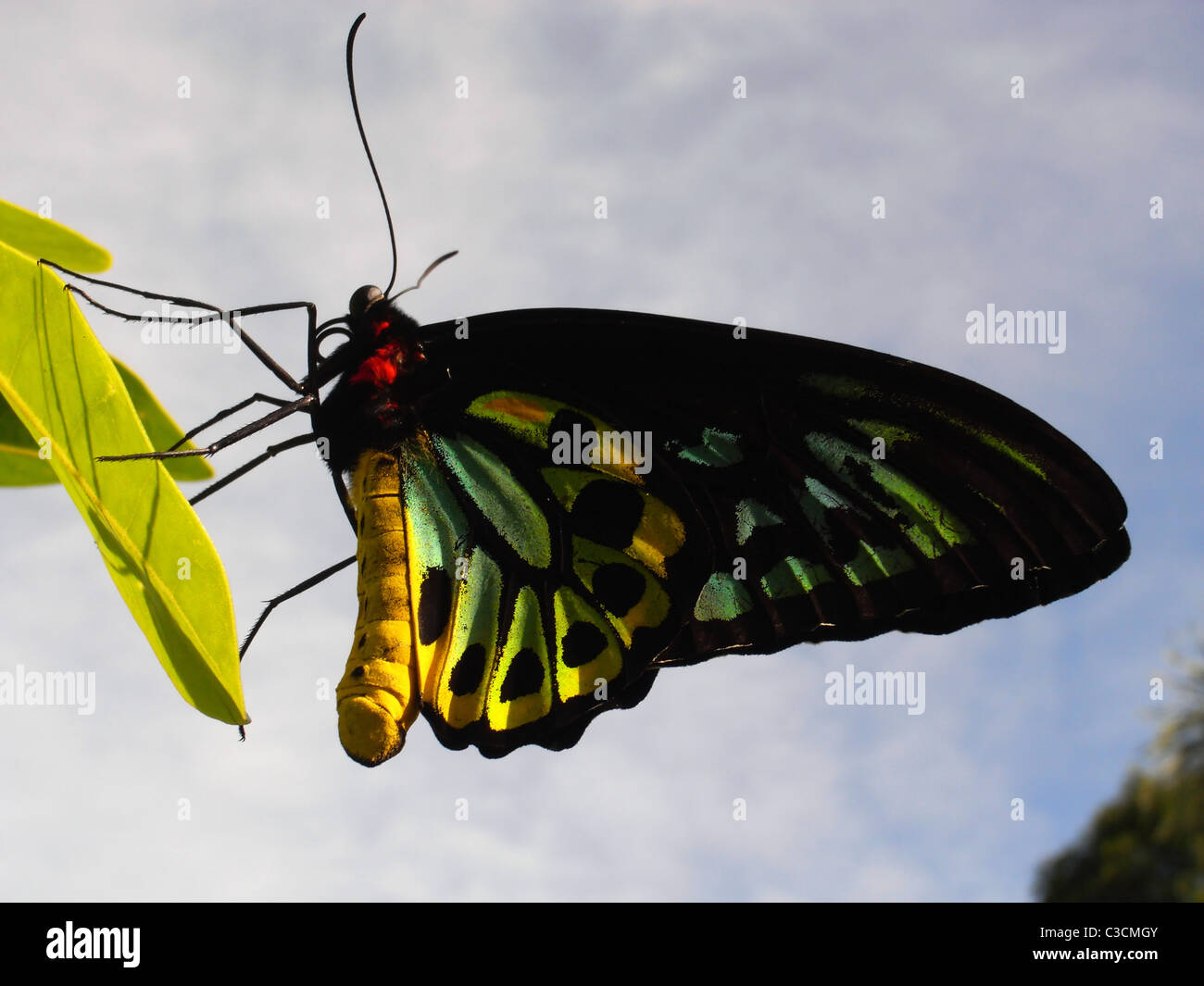 Männliche Cairns Birdwing Schmetterling (Ornithoptera Euphorion) thront auf einem Blatt in einem Hinterhof Cairns, Queensland, Australien Stockfoto