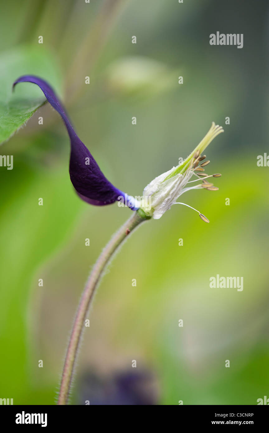 Sterbende Aquilegia Vulgaris Blume zeigt Fortpflanzungsorgane, Stigma Stamen Anthere und Filamente Stockfoto