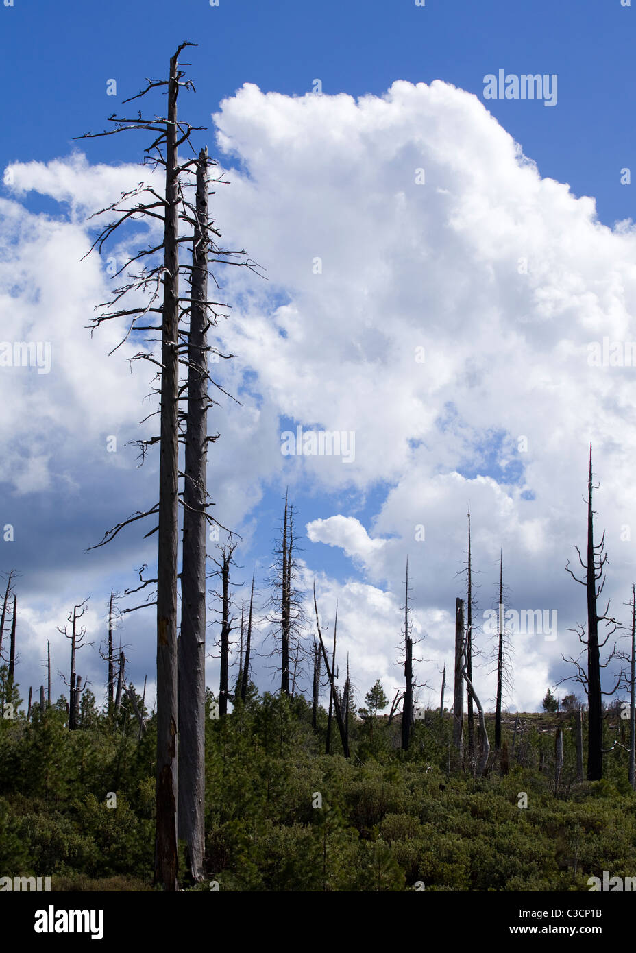 Bäume verbrannt bei Waldbrand gegen blau bewölktem Himmel - die Berge der Sierra Nevada, Kalifornien USA Stockfoto
