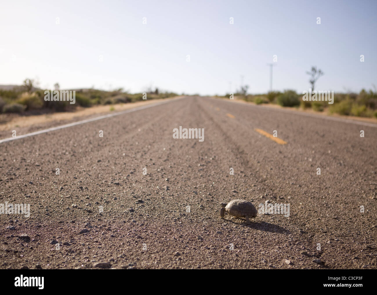 Mojave-Wüste Schildkröte (Gopherus Agassizii) zu Fuß auf der Fahrbahn - Mojave, Kalifornien USA Stockfoto