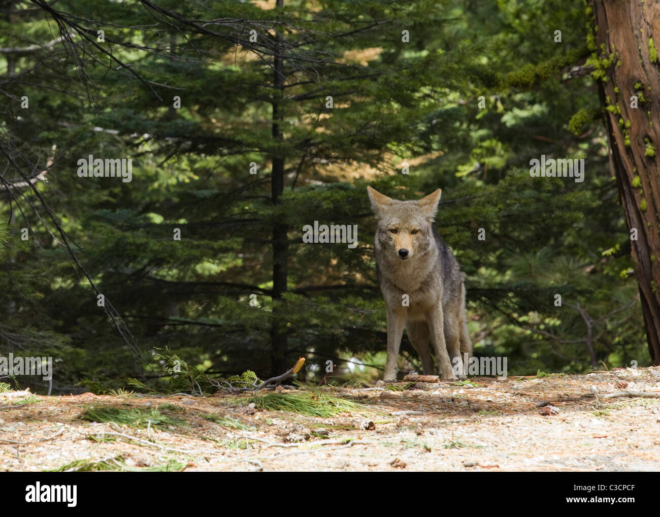 North American Mountain Kojote (Canis Latrans) am Rande des Waldes - Kalifornien USA Stockfoto