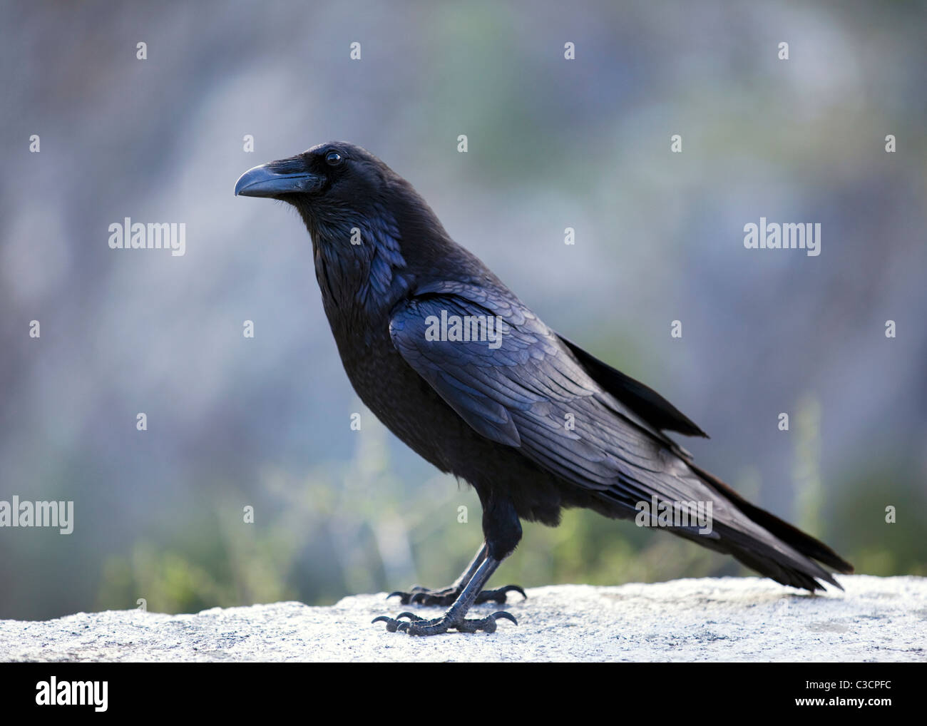 Eine Nahaufnahme Höhenplan der amerikanische Krähe (Corvus Brachyrhynchos) Stockfoto