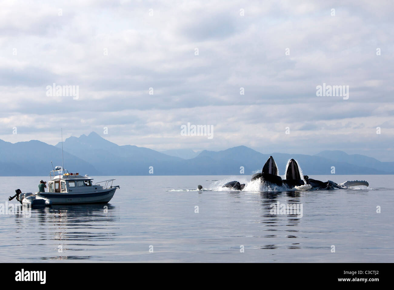 Buckelwal (Impressionen Novaeangliae). Whale Watcher Aufnahmen von Walen Blase net füttern Stockfoto