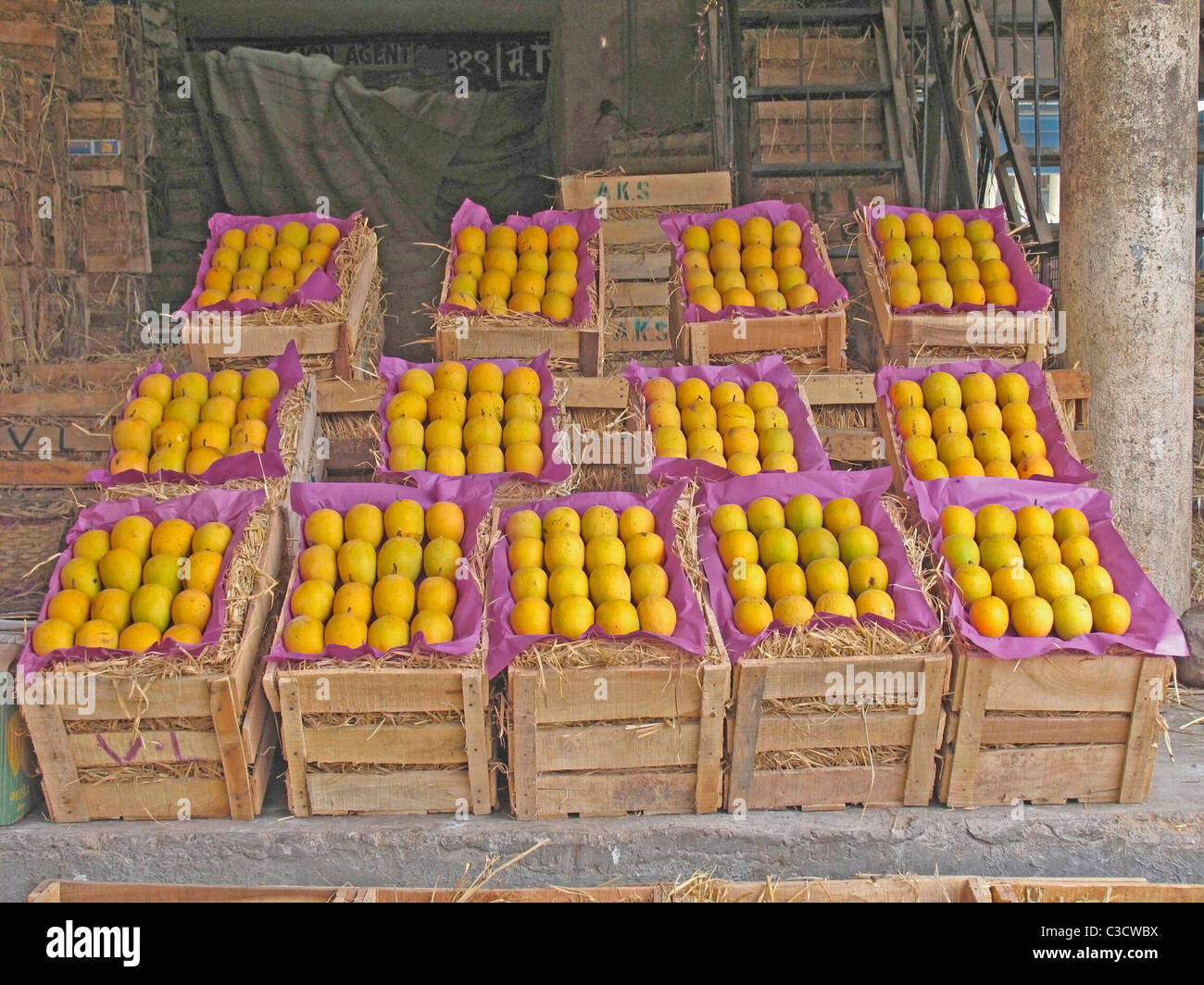 Alphonso-Mangos, Mangifera Indica L., Anacardiaceae, angeordnet in einer Box für die Verpackung Stockfoto