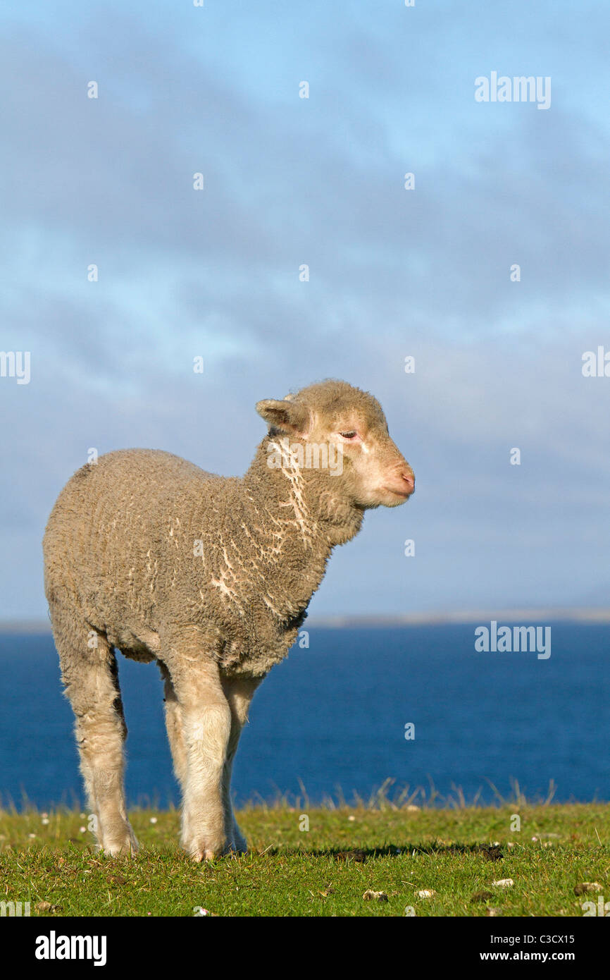 Hausschafe (Ovies Ammon Aries). Mischlingshund Corriedale und Cormo. Pebble Island, Falkland-Inseln. Stockfoto