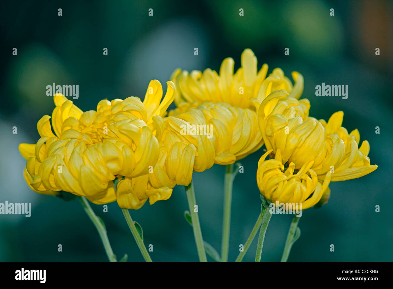 Chrysantheme Morifolium Stockfoto