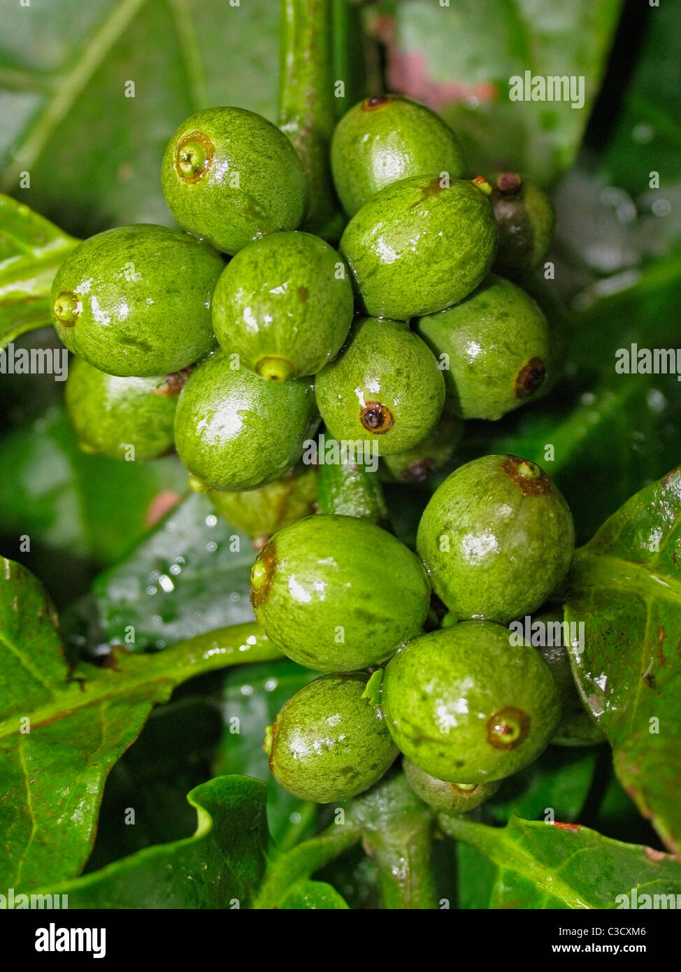 Kaffeepflanze mit Beeren, Kaffee Arabica, Kerala, Indien Stockfoto