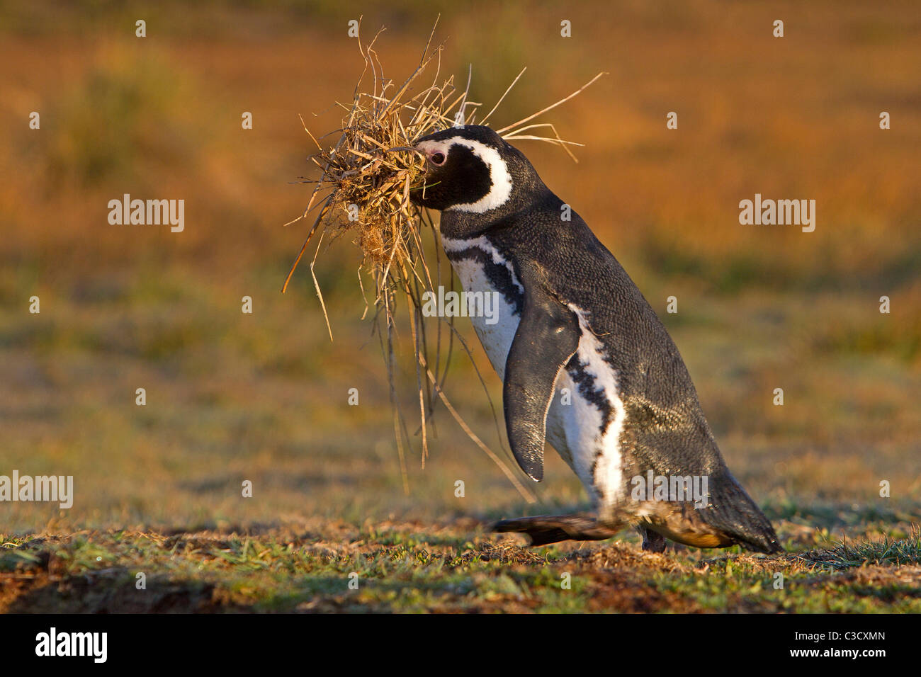 Magellan-Pinguin (Spheniscus Magellanicus) tragen Nistmaterial. Sea Lion Island, Falkland-Inseln. Stockfoto