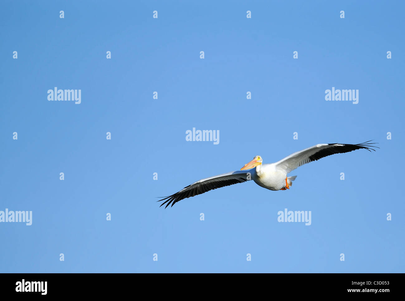 einen einzigen weißen Pelikan (Pelicanus Erythrorhynchos) auf der Flucht vor einem strahlend blauen Himmel Stockfoto