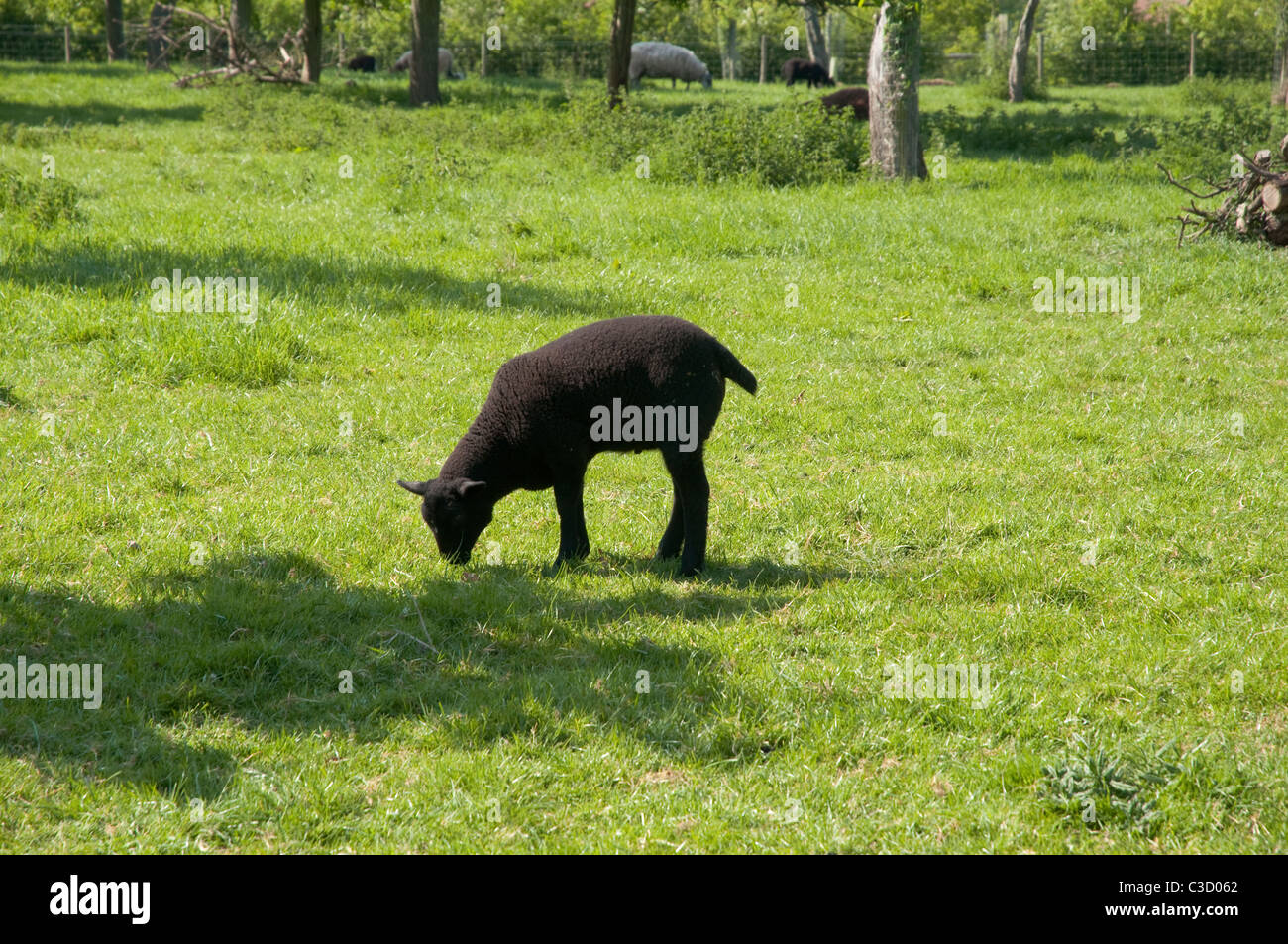 Schwarze Schafe grasen auf der grünen Wiese. England, UK. Stockfoto