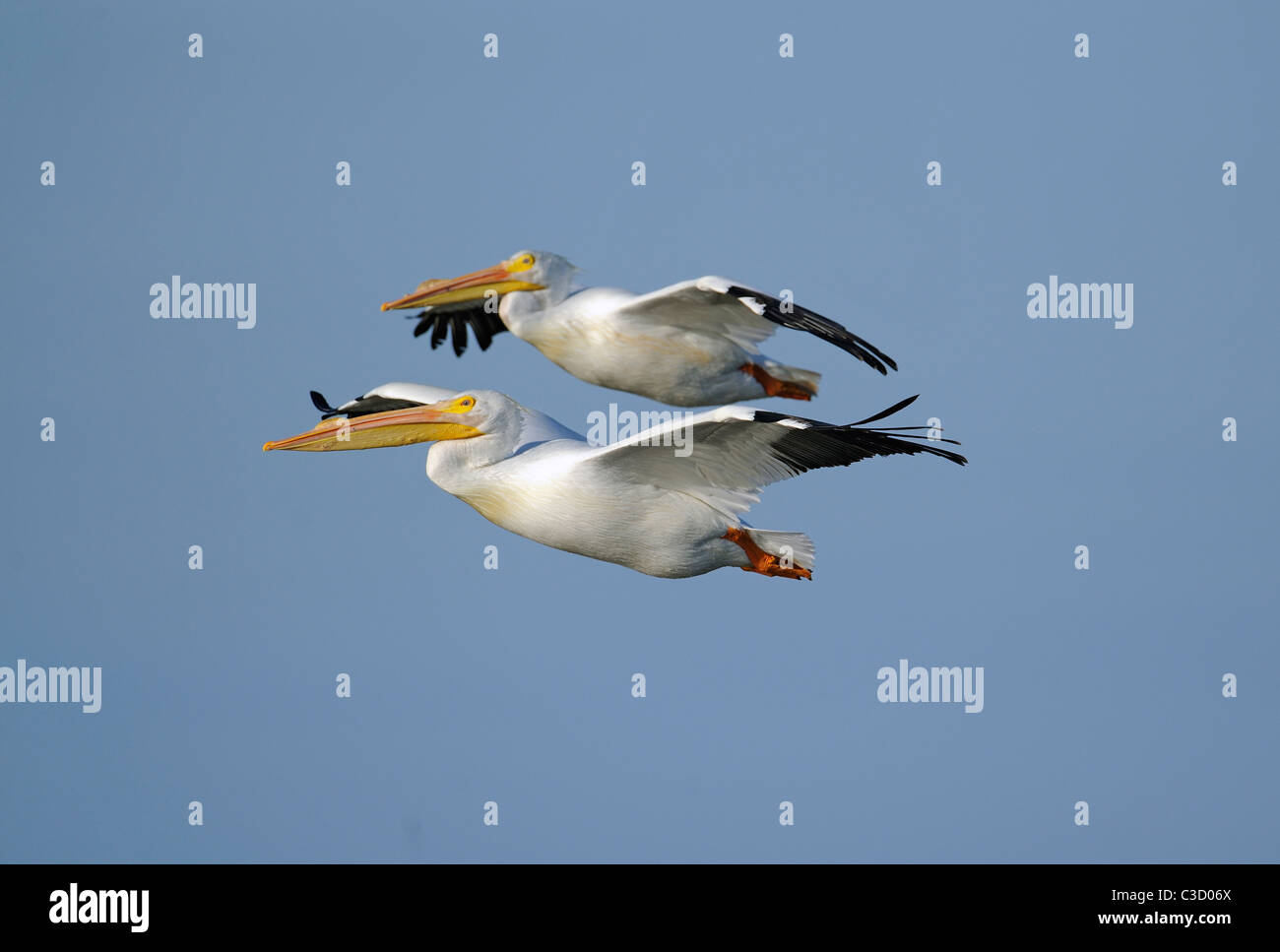 ein paar weiße Pelikane (Pelicanus Erythrorhynchos auf der Flucht vor einem strahlend blauen Himmel Stockfoto