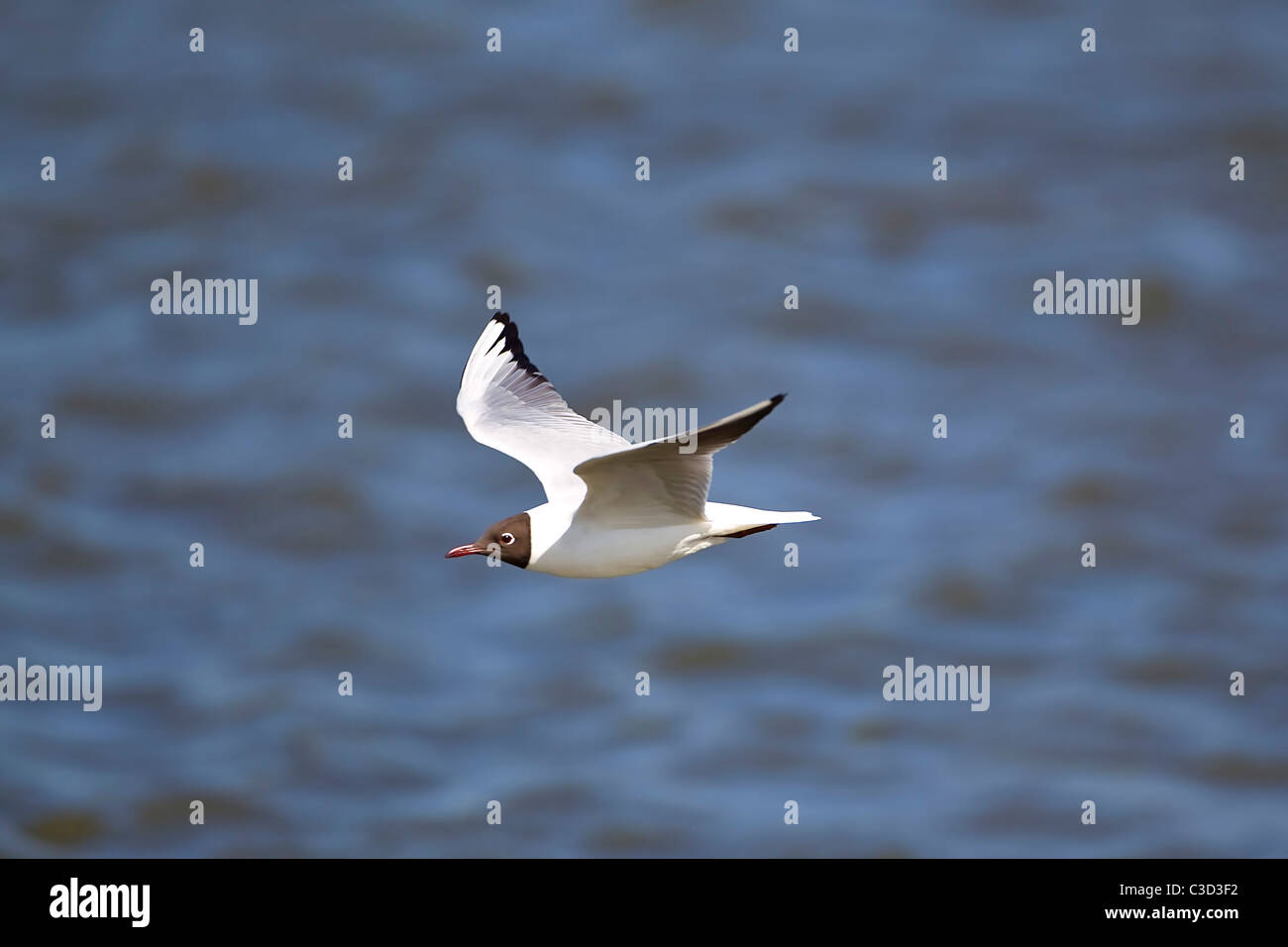 Schwarz Spitze Gull Larus Ridibundus in voller Fahrt über offenes Wasser und im Sommer Gefieder Stockfoto