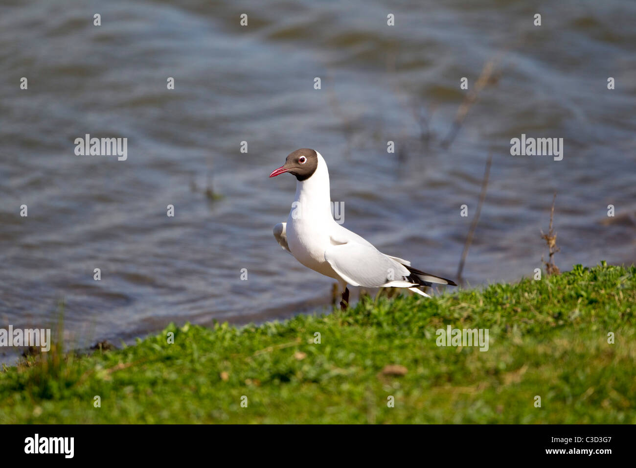 Schwarz Spitze Gull Larus Ridibundus in Sommer Gefieder am Rand des Wassers Stockfoto