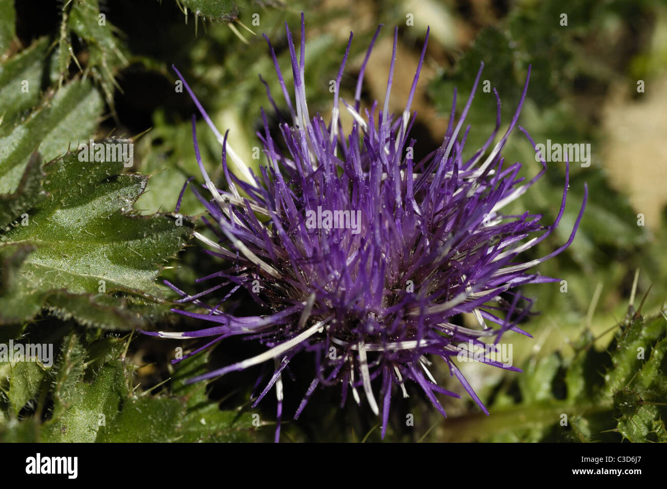 Distel Blume, Schweizer Nationalpark Stockfoto