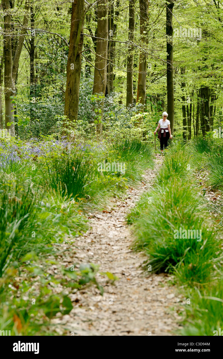 Eine Dame, ein Spaziergang durch die Glockenblume Waldgebiet wird in WIltshire. Stockfoto