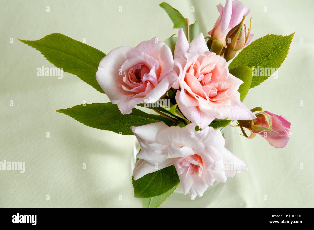 Blass rosa Rosen und Rosenknospen - Cecile Brunner oder Sweetheart Rose. Stockfoto