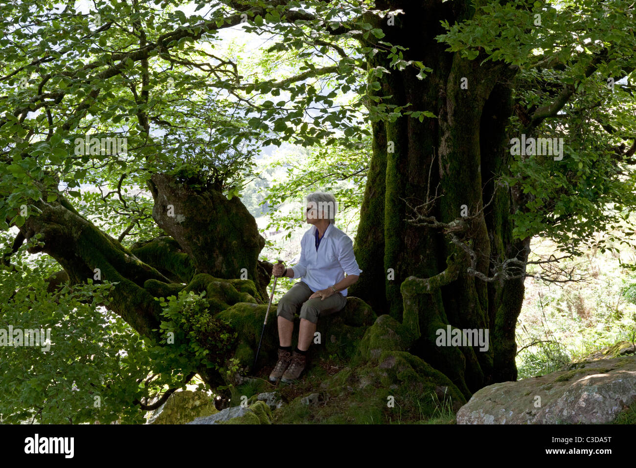 Ein Wanderer ruht im Schatten einer Buche in den westlichen Pyrenäen. Randonneuse Se reposant à l ' ombre d ' un Vieux Hêtre. Stockfoto