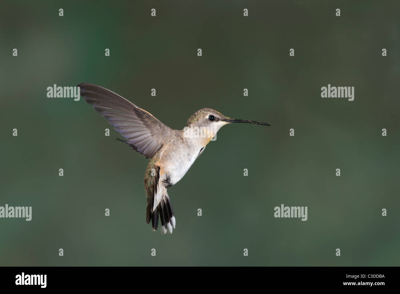 Weibliche Calliope Kolibri im Flug Stockfoto