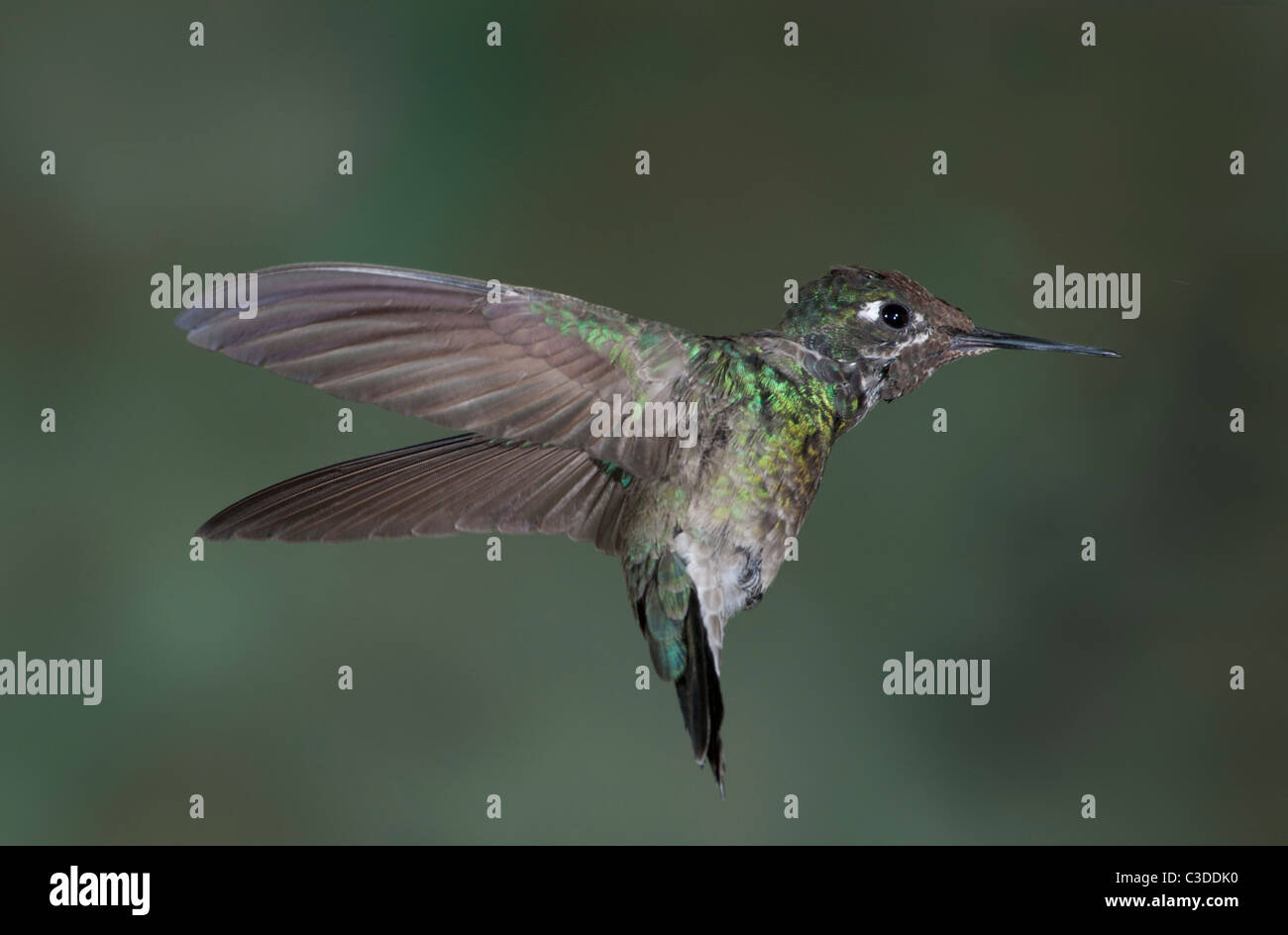 Unreife männliche herrlichen Kolibri schwebt in der Luft Stockfoto