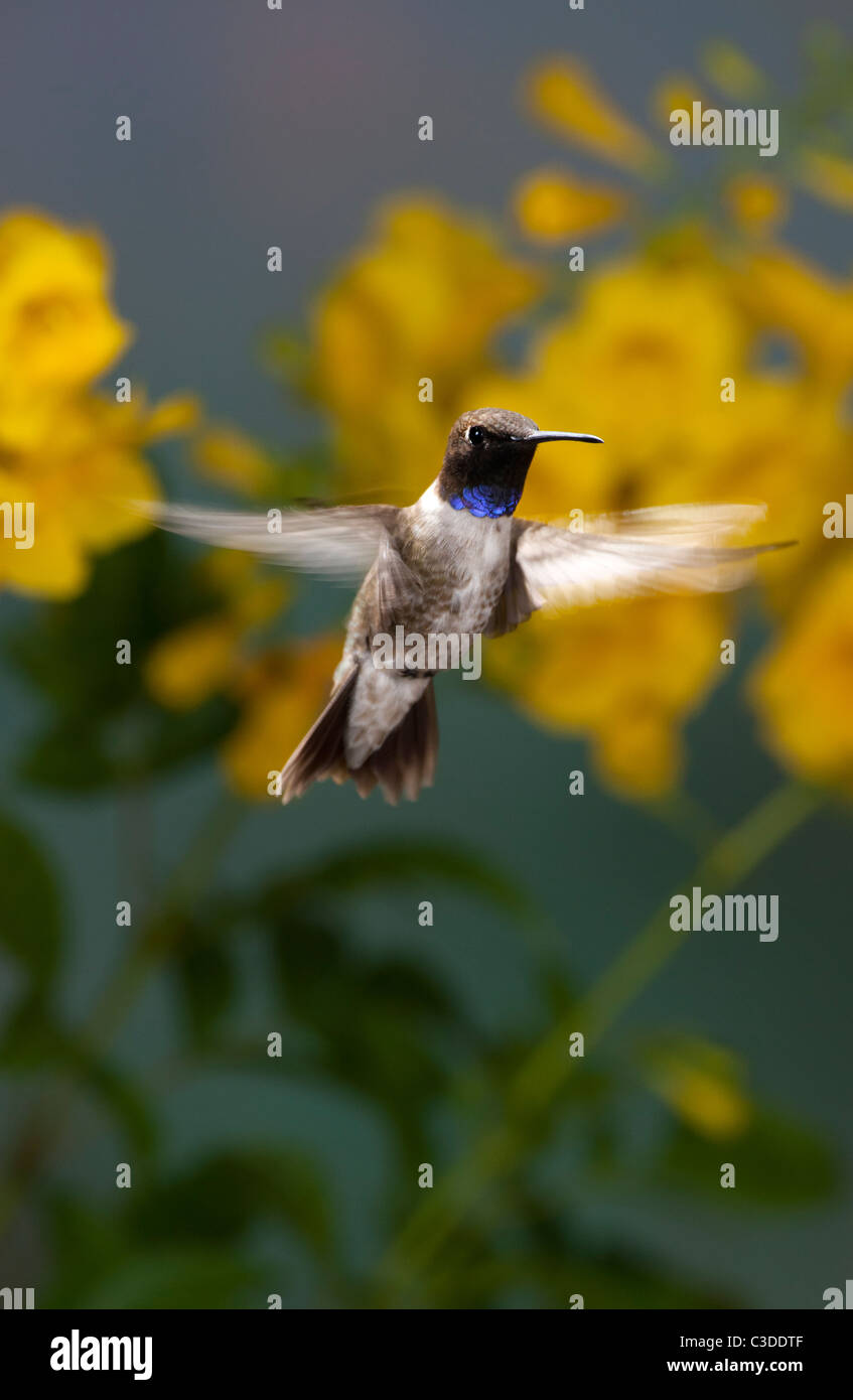 Männliche schwarzer-chinned Kolibri schwebt in der Nähe von Golden Blumen Stockfoto