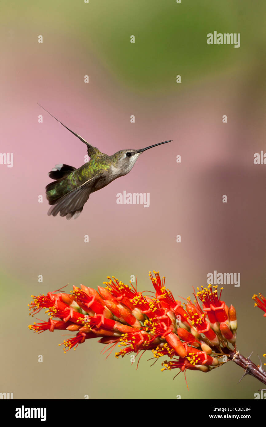 Weibliche Allens Kolibri fliegt über blühende Ocotillo Stockfoto