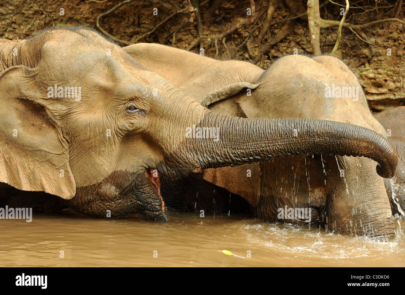Elefanten genießen die Freiheit und den natürlichen Lebensraum der Elephant Valley, Sen Monorom, Provinz Mondulkiri, Kambodscha Stockfoto