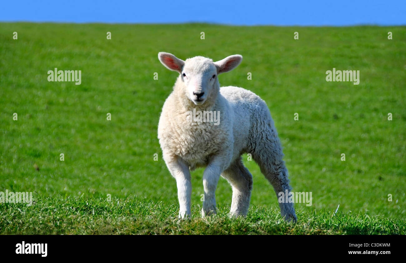 Niedliche neugierig Lamm in die Kamera schaut auf einer grünen Wiese mit blauem Himmel im Frühjahr Stockfoto