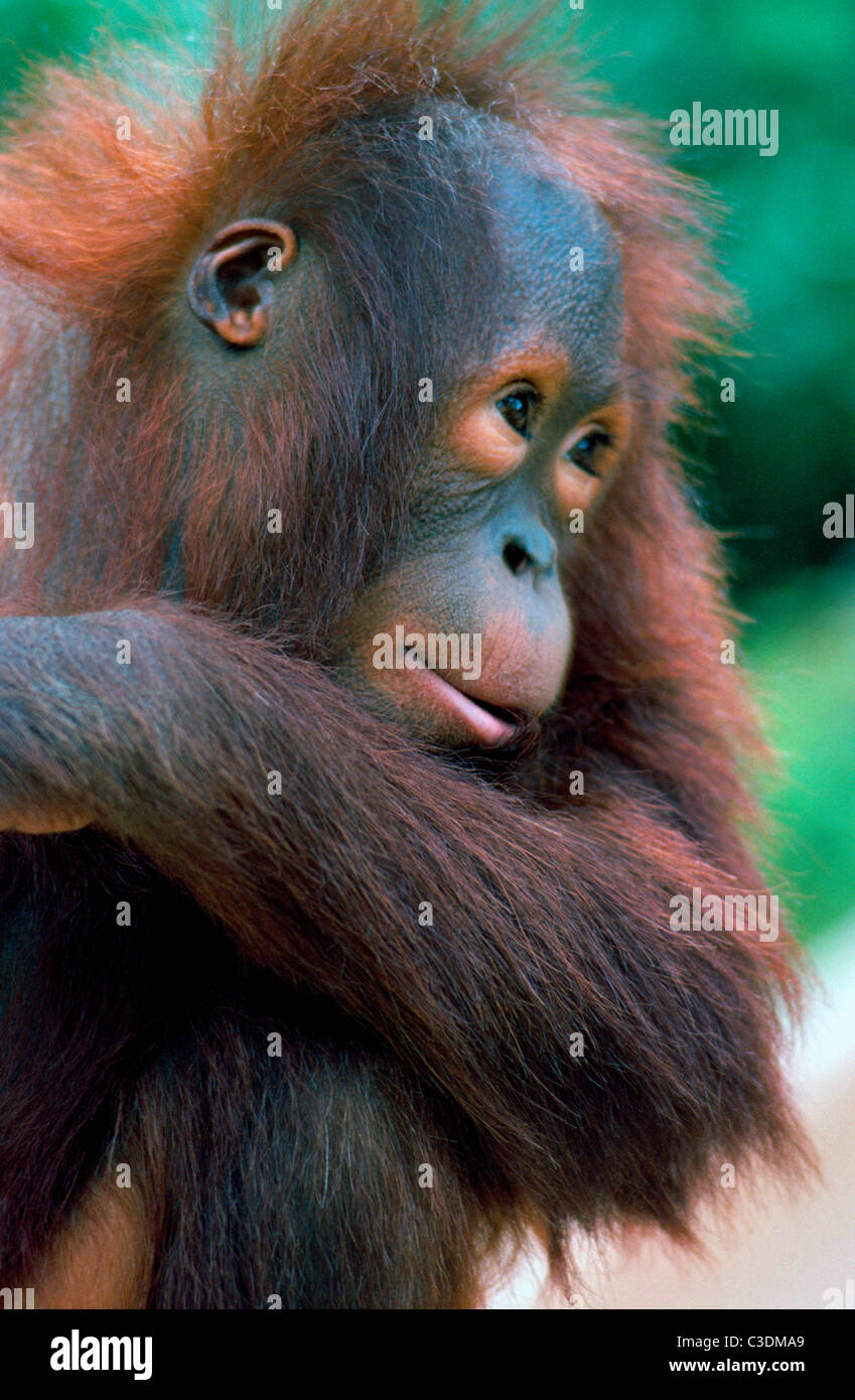 Eine 3 Jahre alte Orang-Utan aus der Insel Borneo in Südost-Asien lockt Besucher in den Zoo von San Diego in Südkalifornien, USA. Stockfoto
