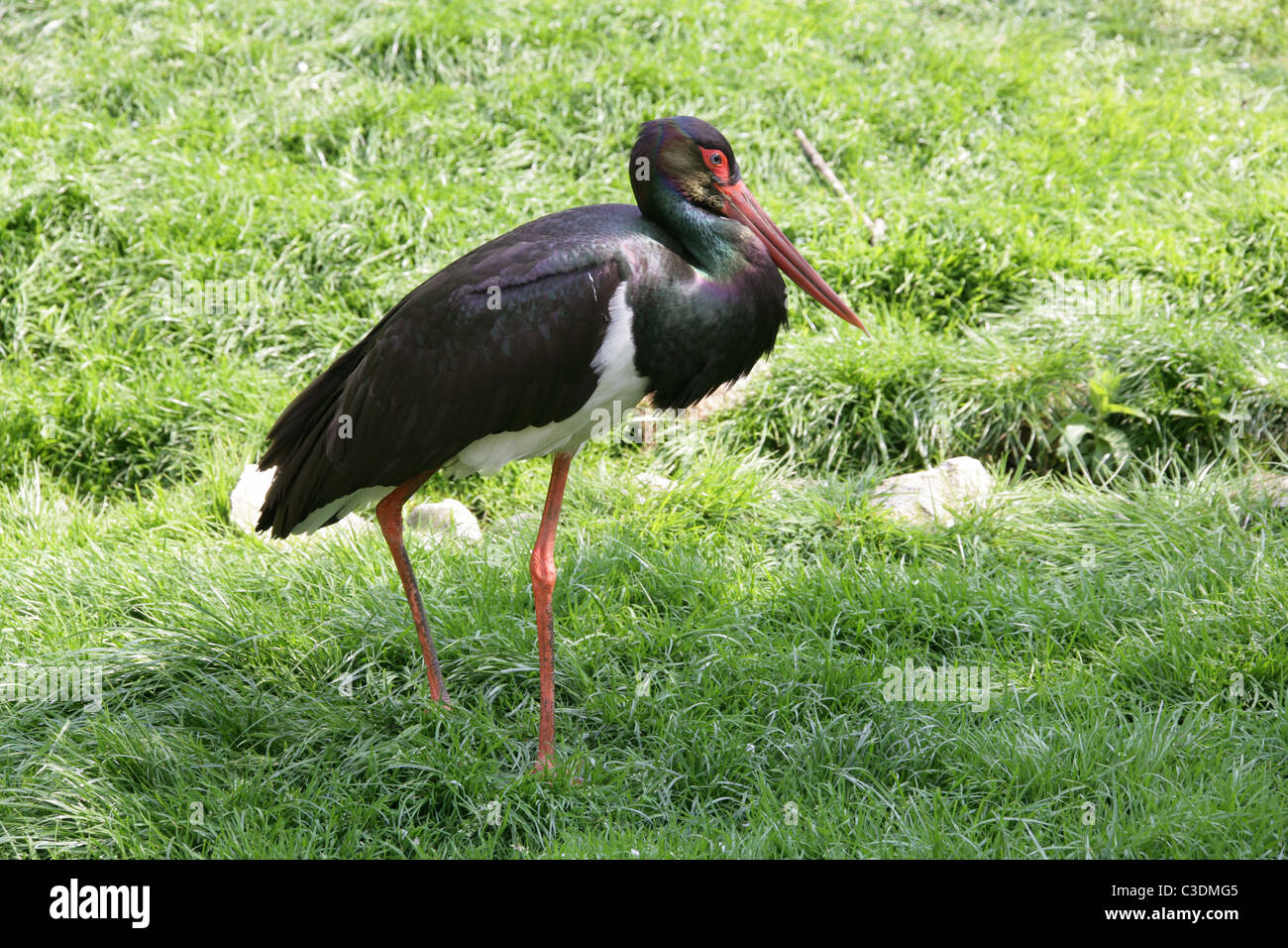 Schwarzstorch, Ciconia Nigra, Ciconiidae, Schreitvögel. Länder Mitteleuropas. Stockfoto