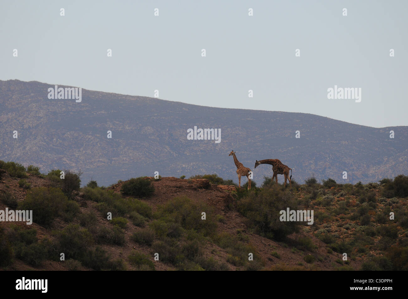 Giraffen in Landschaft, Tierwelt, Natur, Sanbona Wildlife reserve Stockfoto