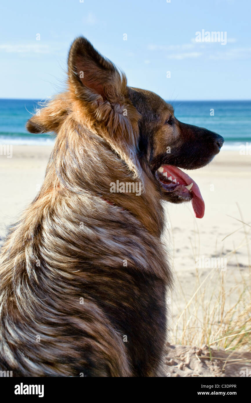Porträt einer langhaarigen Schäferhund Blick über den Strand von Sandwood Bay, nördlich der schottischen Küste Stockfoto