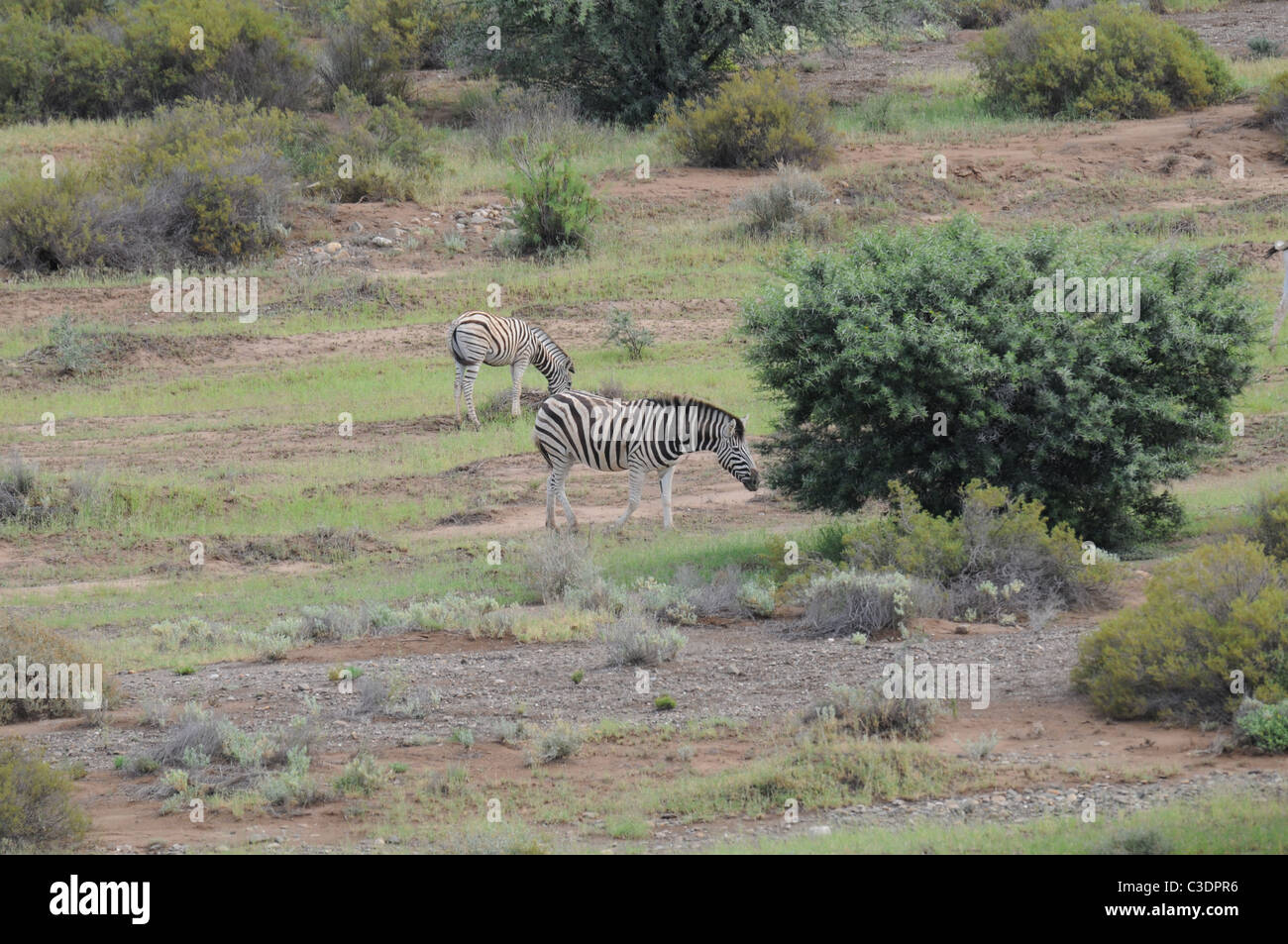 Tiere und Natur im Sanbona Wildlife reserve Stockfoto