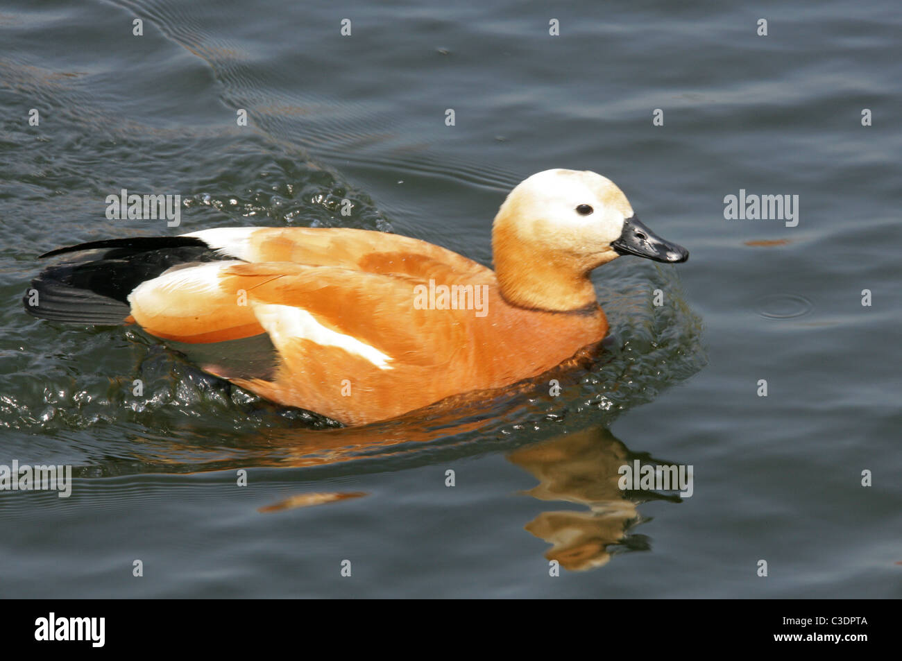 Ruddy Brandgans oder Brahminy Ente, Tadorna Ferruginea, Tadorninae, Anatidae. Stockfoto