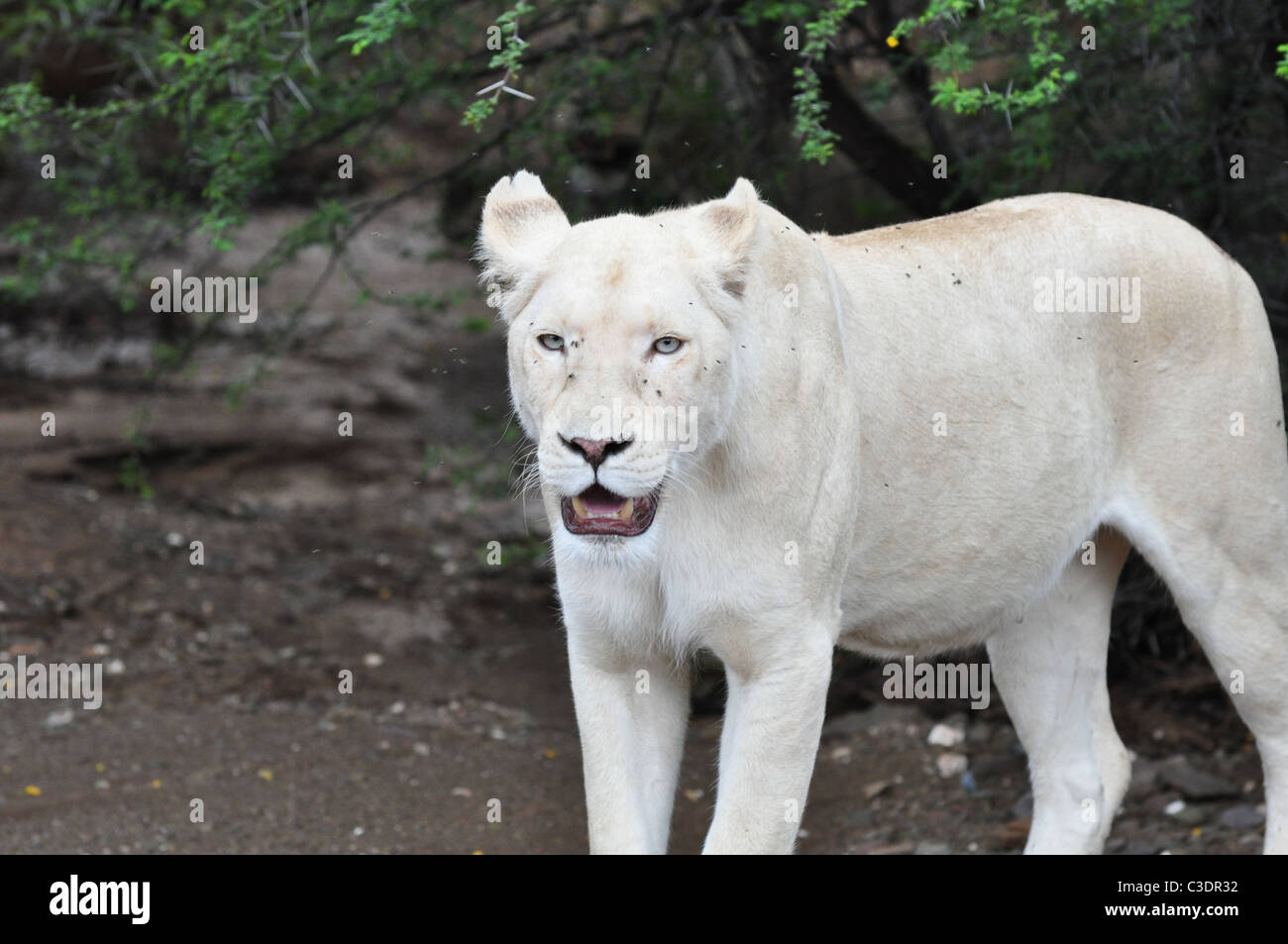 Weißer Löwe mit blauen Augen, wilden weißen Löwen, weibliche Löwen Stockfoto