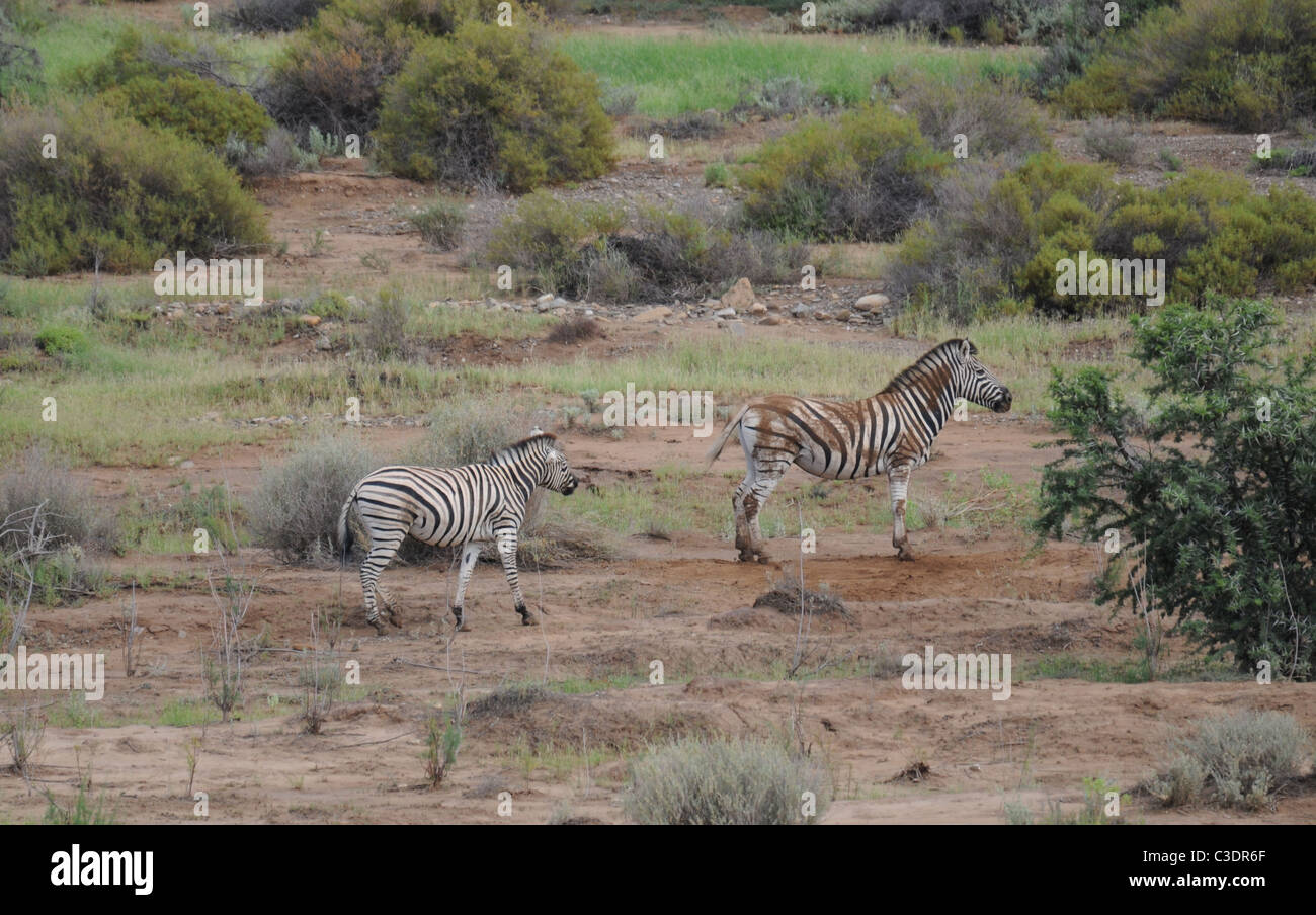 Tiere und Natur im Sanbona Wildlife reserve Stockfoto