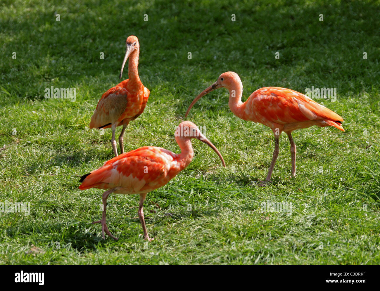 Scarlet Ibis, Eudocimus Ruber, Threskiornithinae, Threskiornithidae, Schreitvögel. Stockfoto