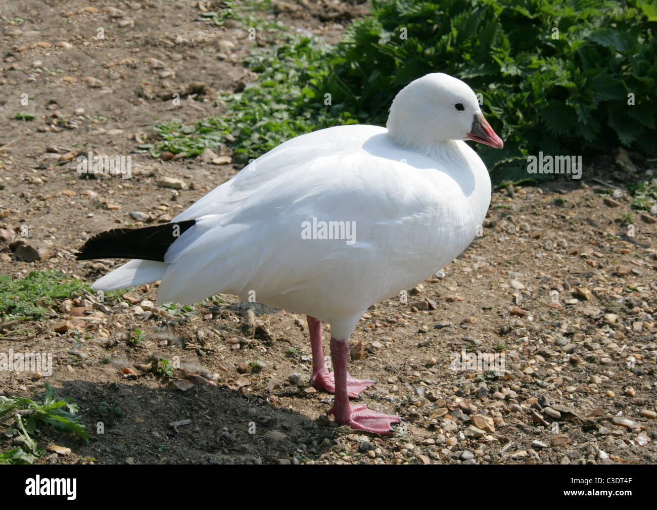 Snow Goose, Anser Caerulescens (Chen Caerulescens), Entenvögel, Anseriformes. Stockfoto