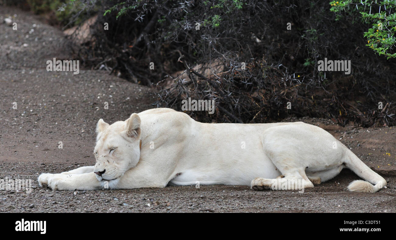 Weißer Löwe mit blauen Augen, wilden weißen Löwen, weibliche Löwen Stockfoto
