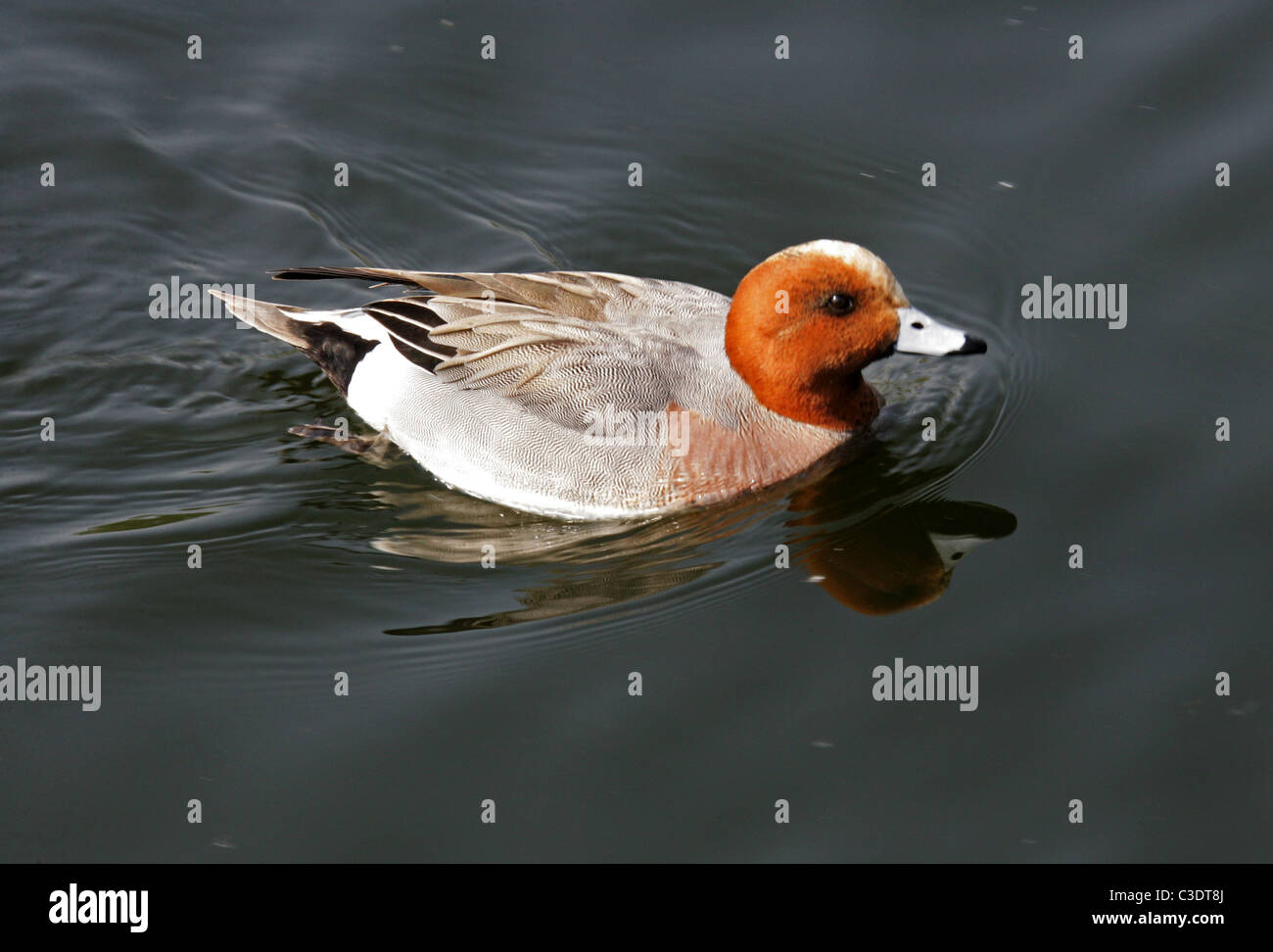 Eurasian Wigeon, Anas Penelope, Anatidae, Anseriformes. Männliche Ente, Drake. Stockfoto