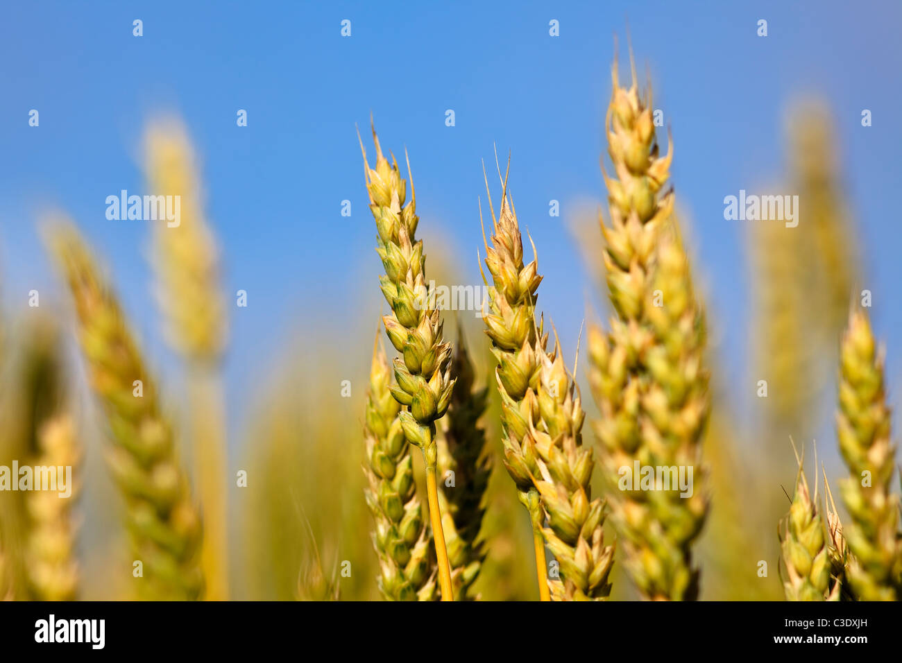 Nahaufnahme von Weizen an der kanadischen Prärie, St. Leon, Manitoba, Kanada Stockfoto