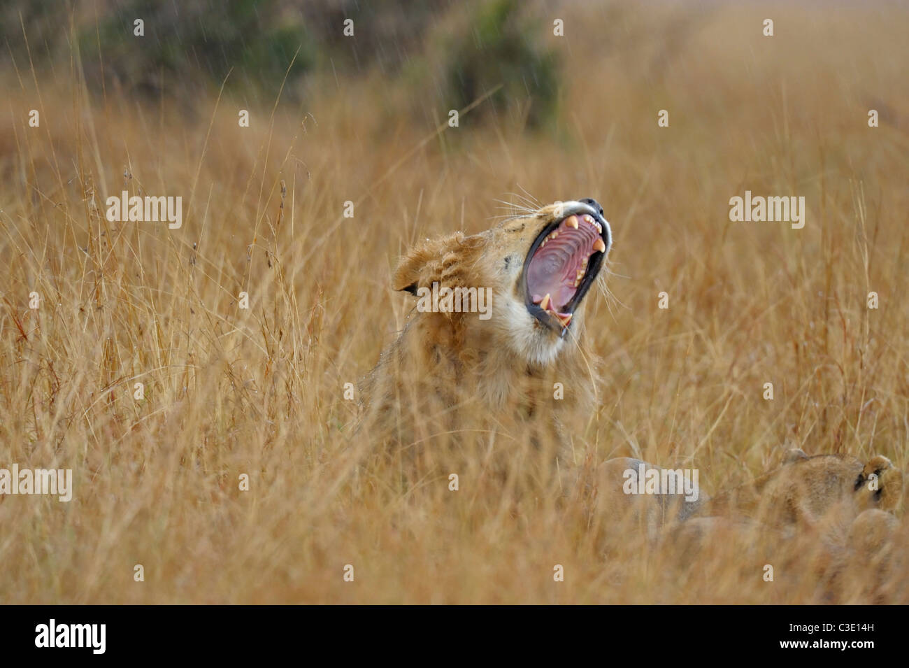 Männliche Löwen Gähnen in den Gräsern der Masai Mara, Kenia, Afrika Stockfoto