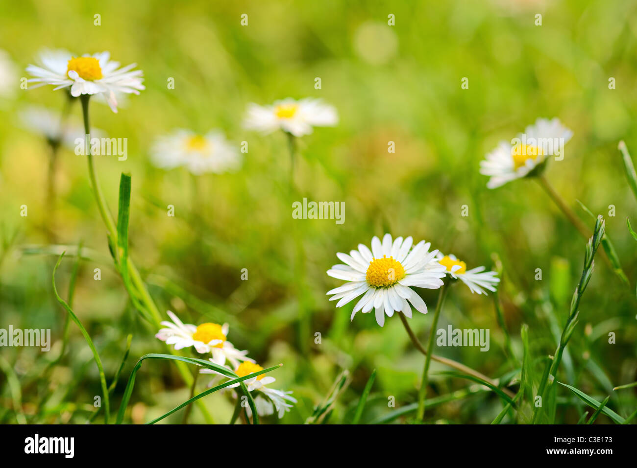 Gänseblümchen im Rasen an einem sonnigen Tag mit selektiven Fokus auf vorderen Blume Stockfoto