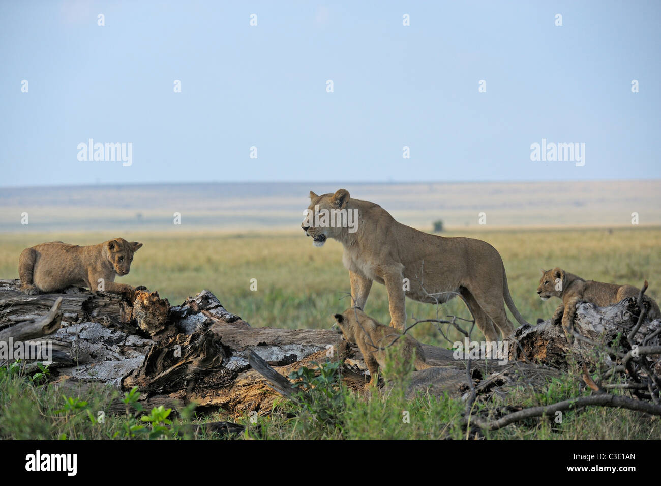 Der Marsh-stolz der Löwen in ihrem Lebensraum in die Masai Mara, Kenia, Afrika Stockfoto