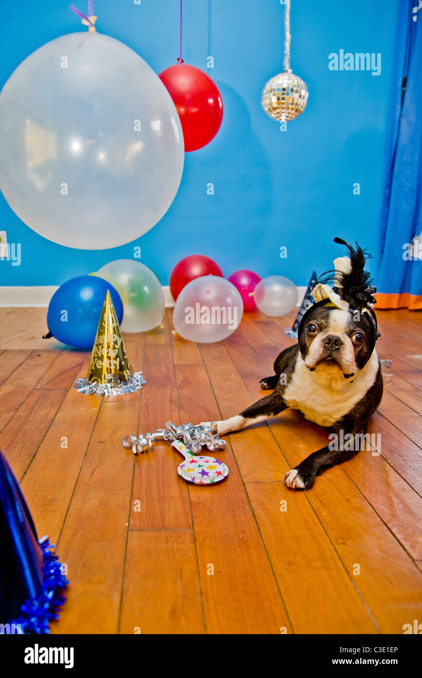 Partyhunde mit Hüten und Luftballons Stockfoto