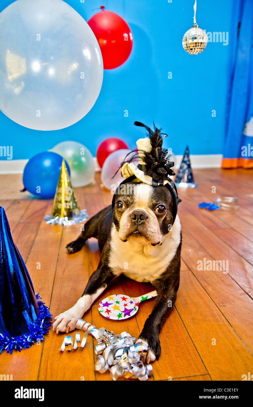 Partyhunde mit Hüten und Luftballons Stockfoto